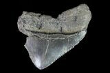 Juvenile Megalodon Tooth - Georgia #75428-1